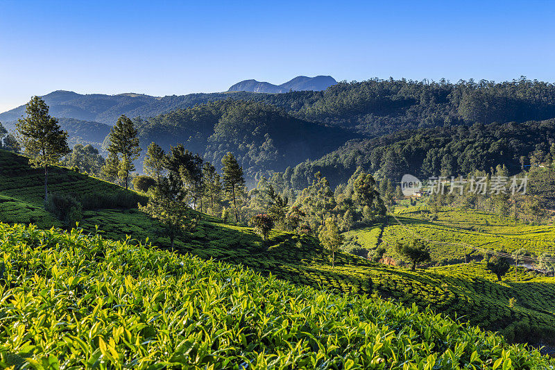 锡兰Nuwara Eliya茶园的清晨